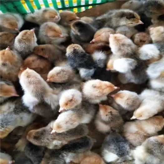 南宁 K9鸡苗土鸡苗土鸭蛋鸡苗小鸡苗良凤花鸡苗快大黄鸡苗九斤黄鸡苗