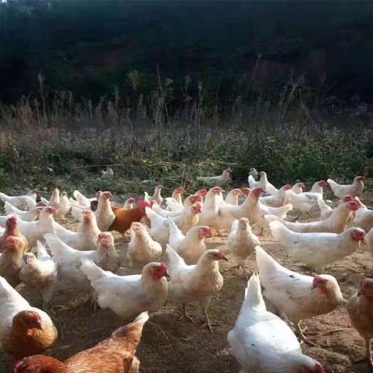 南宁 海兰灰蛋鸡苗海兰褐蛋鸡苗五黑绿壳蛋鸡苗芦花鸡苗土鸡苗活体鸡苗