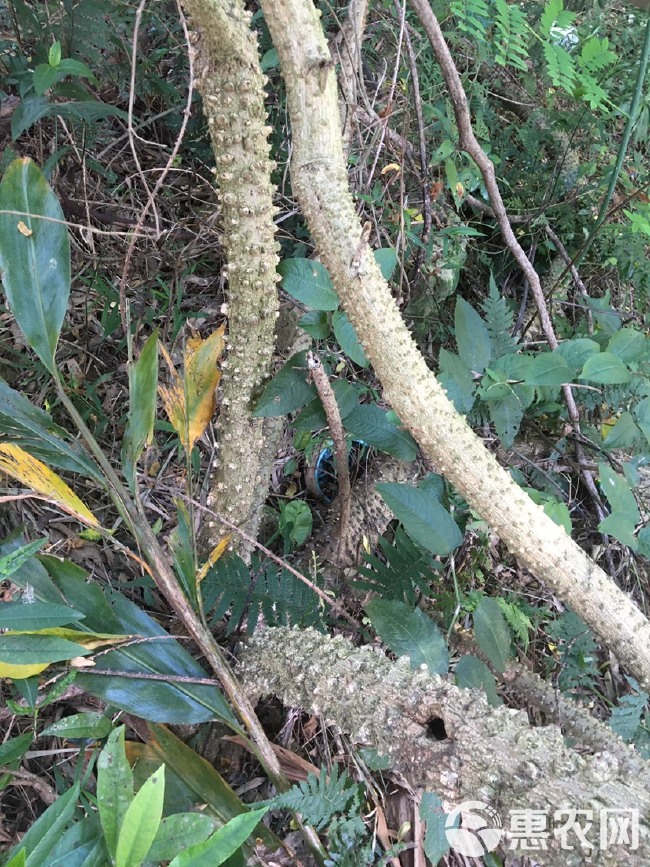  广西灵山县，桂味，荔枝，清甜爽口