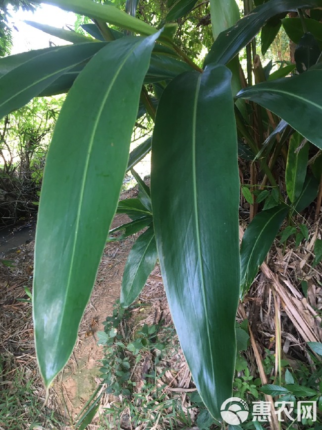  广西灵山县，桂味，荔枝，清甜爽口