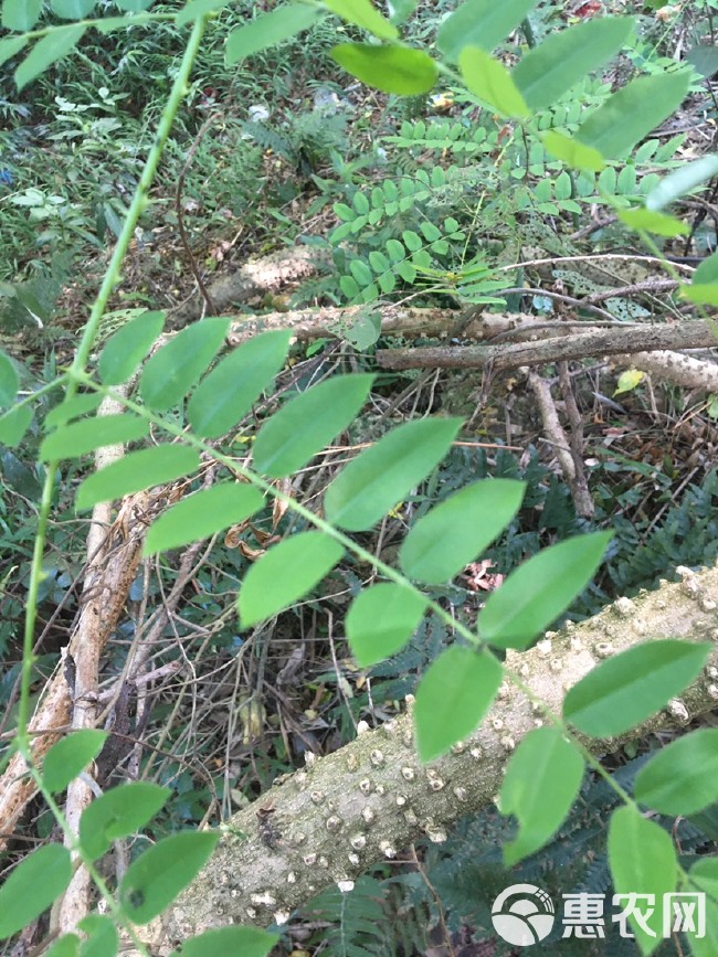  广西灵山县，桂味，荔枝，清甜爽口