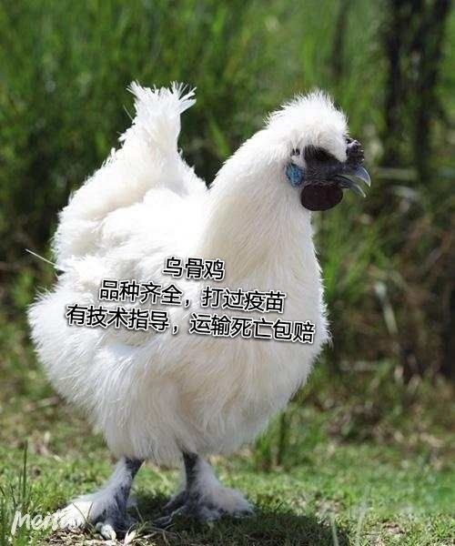 南宁 乌骨鸡苗脱温苗出壳苗竹丝鸡苗打过疫苗包运输孵化场直供