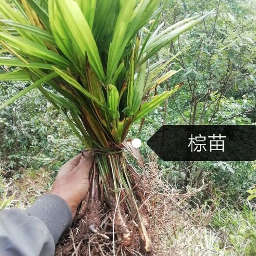 昌宁县出售棕树苗