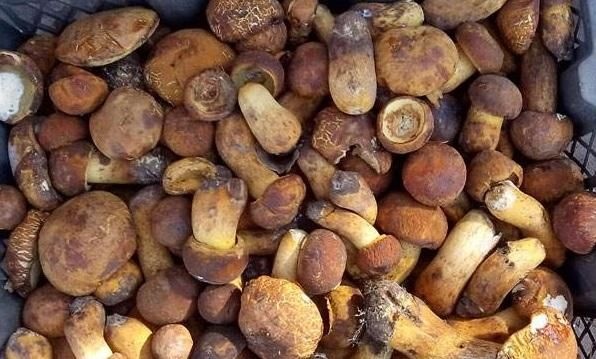 砚山县 牛肝菌