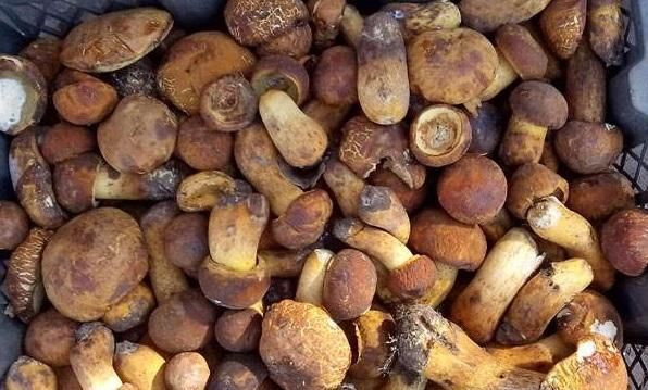 砚山县 牛肝菌