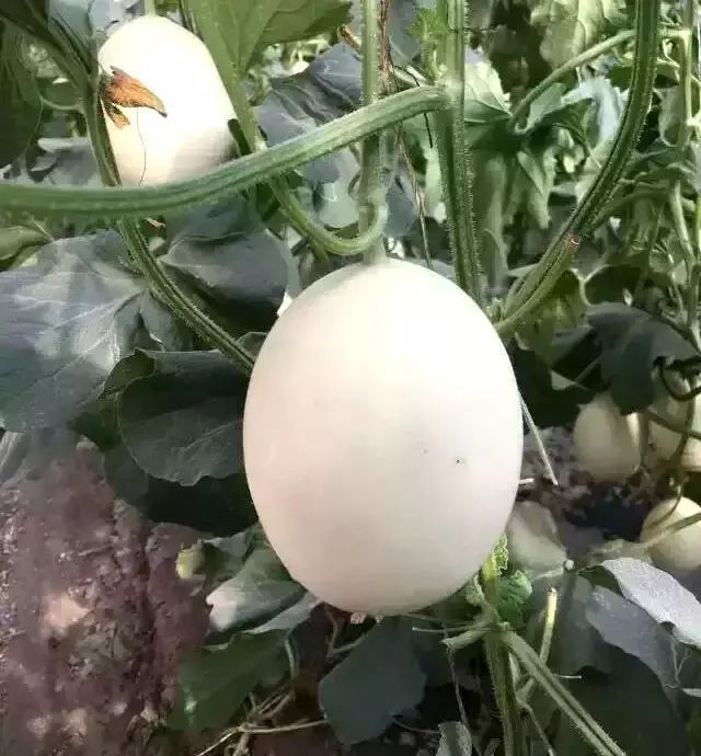 白梨瓜 【现货秒发】新疆冰糖雪梨瓜冰激凌蜜瓜清脆爽口果肉洁白如玉包邮