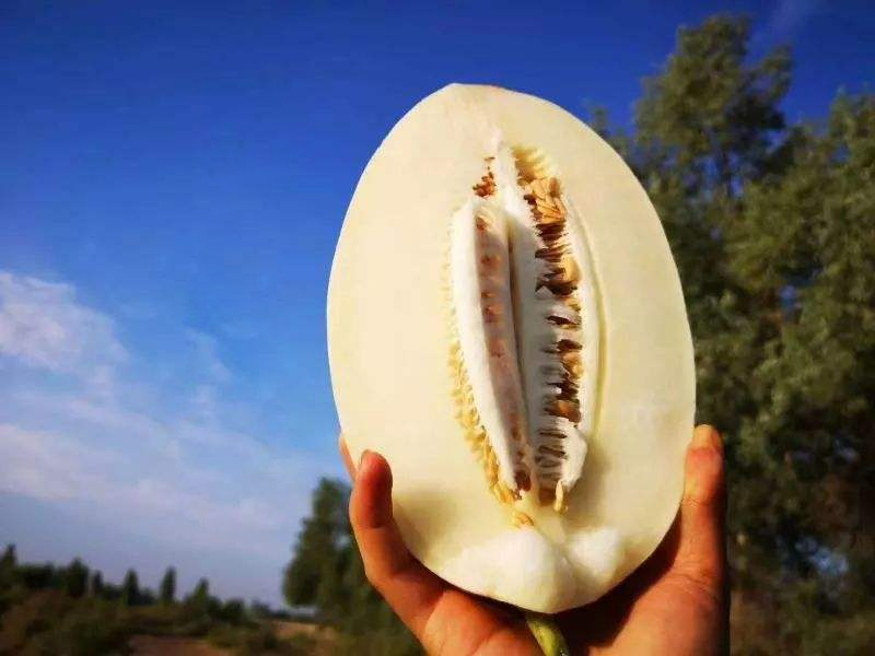 白梨瓜 【现货秒发】新疆冰糖雪梨瓜冰激凌蜜瓜清脆爽口果肉洁白如玉包邮