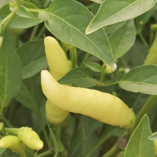 漯河鲜泡椒 泡椒