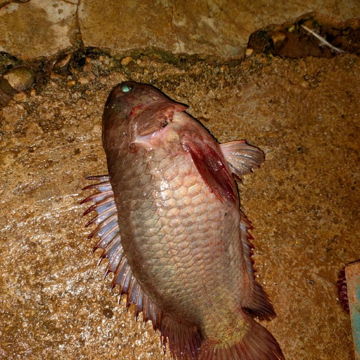 临高县 攀鲈鱼，过山鲫，双飞鱼