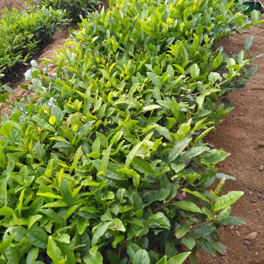 五莲县 日照绿茶红茶，不用化肥农药，绿色有机，天然。