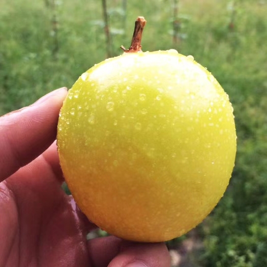 东兴市 产自广西防城港十万山芭乐味黄金百香果