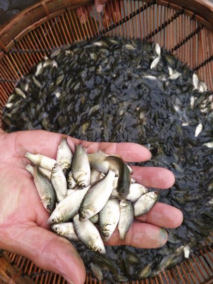 自贡鲫鱼苗  鯽鱼苗 优质鯽鱼中科五号苗 优质鱼苗 包技术指导 包运输