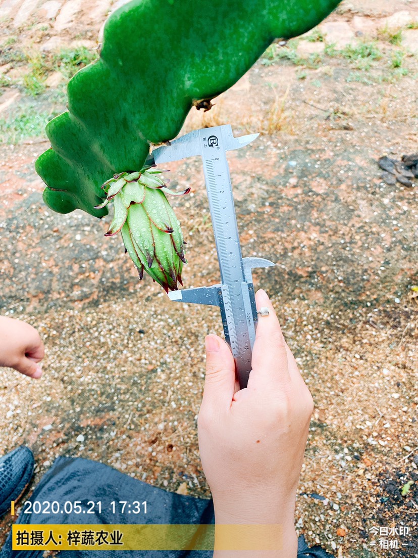  大量霸王花。规格标准你们来定。大量霸王花。规格标准你们来定。