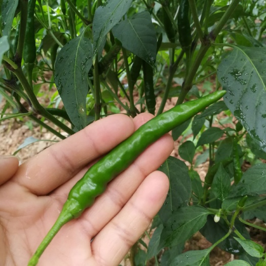 苍溪县 新鲜朝天椒，现摘现卖，质量有保证