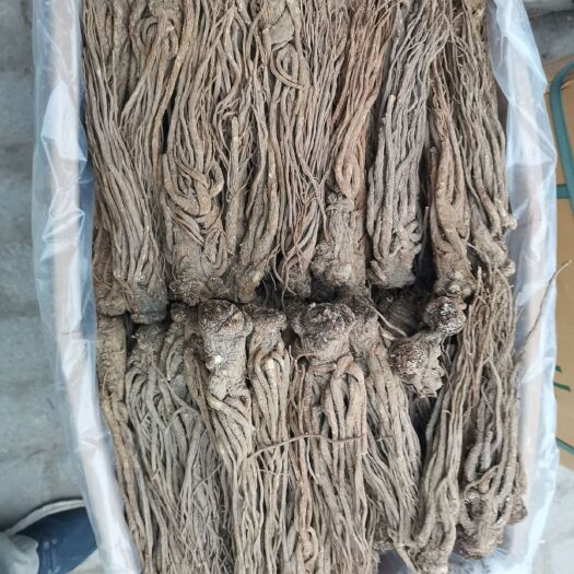 岷县 全是特等，无硫当归，地道岷县当归，货真价实，假一赔十