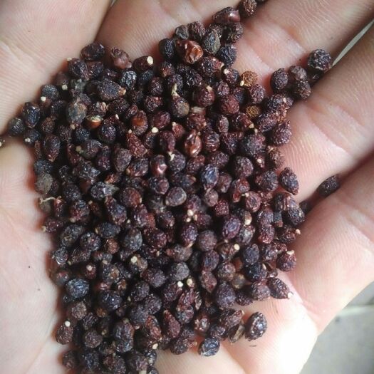 徽县兰花鸢尾种子质量一级