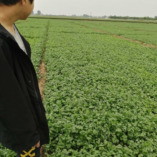 无极县 喝中药肥的香菜