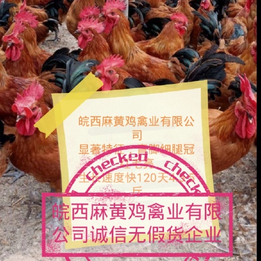 霍邱县淮南王土鸡苗 皖西麻黄鸡禽业有限公司诚信无假货企业