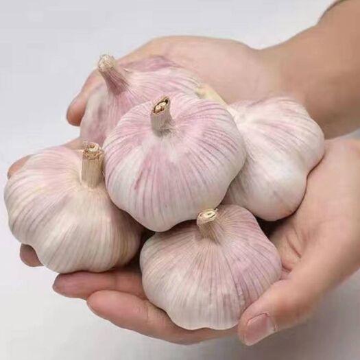 汤阴县紫皮大蒜 6cm以上