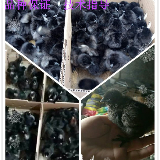 广汉市乌骨鸡苗 出壳苗  提供技术支持，防疫到位
