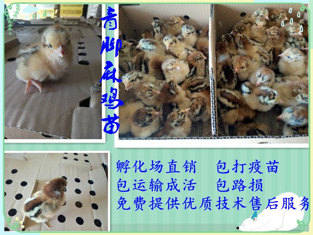 青脚麻鸡苗 出壳苗35克-45克  热卖促销