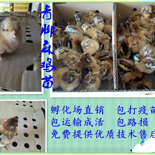 广汉市青脚麻鸡苗 出壳苗35克-45克  热卖促销