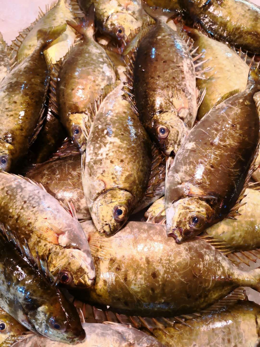 鲜活泥猛鱼 一斤6—8条 上岸活