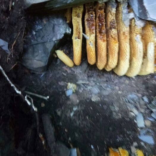望谟县 纯土蜂蜜