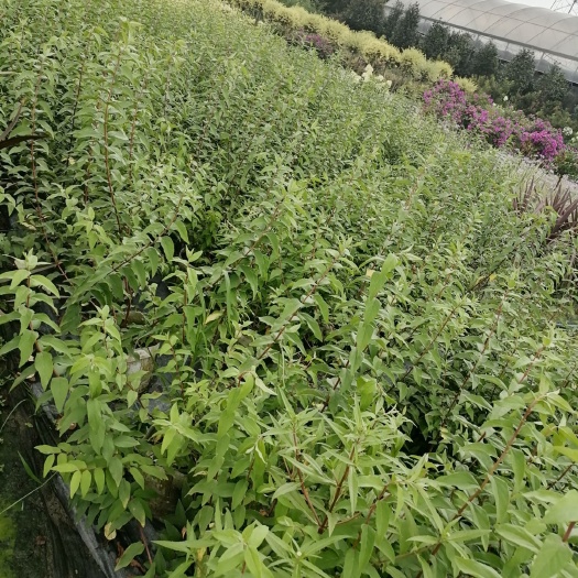 成都草花 溲疏