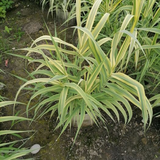 成都 花叶芦竹