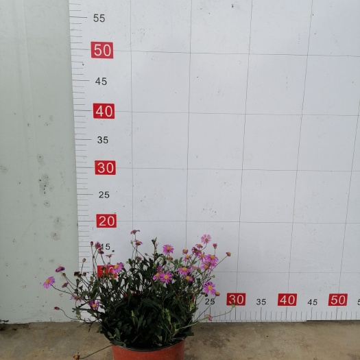 成都草花 姬小菊