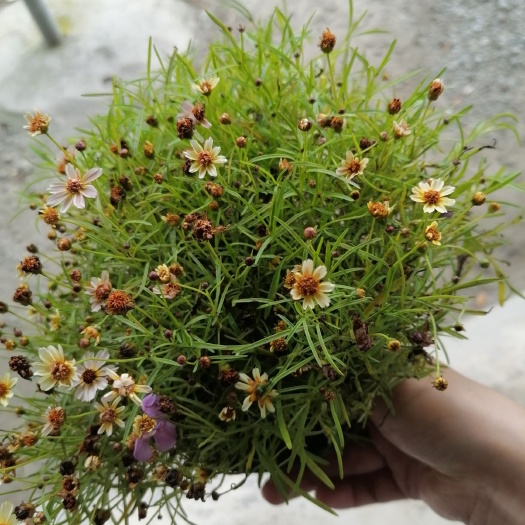 成都金鸡菊苗 金鸡菊