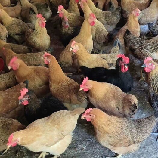 博白县 🐔 广西放养土鸡