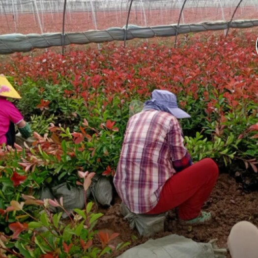 沭阳县 红叶石楠  红头石楠  自家苗圃，无中间商，货真价实，