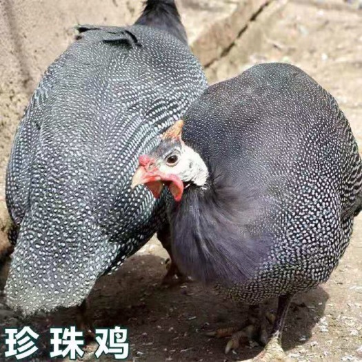 南宁珍珠鸡苗 厂家直销 量大从优 技术指导 包打疫苗