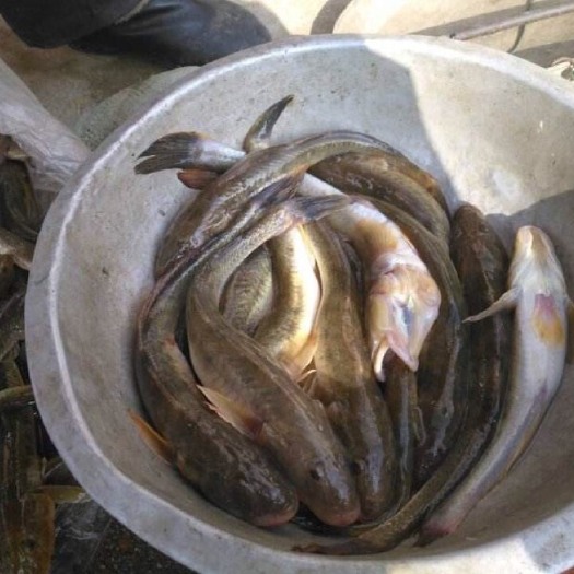 海鞭虾虎鱼