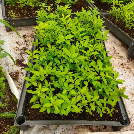 广州巴西樱桃苗庭院盆栽果树观赏盆栽绿植南北方可种植