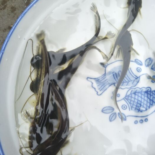 重庆市鲶鱼苗