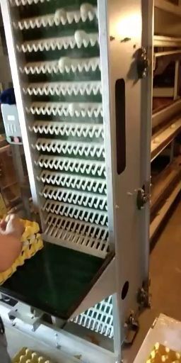 武汉 新鲜的绿壳土鸡蛋厂地直发