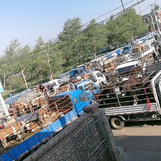 康保县 北方肉牛市场育肥架子牛品种齐全