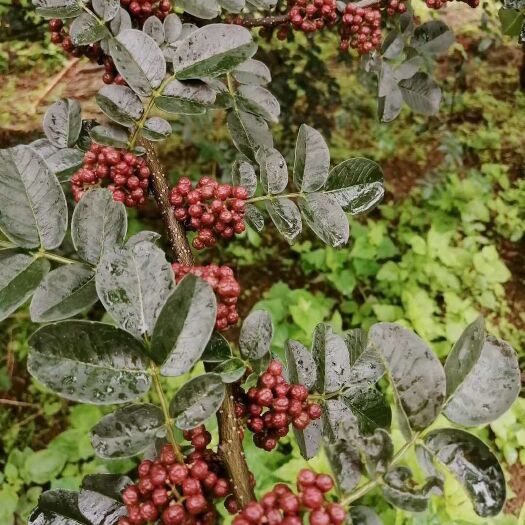 景东县红花椒 一级 干花椒
