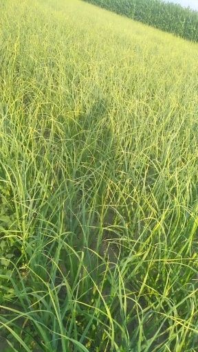 白城 白皮大蒜大量上市鲜货淹渍糖蒜咸蒜手选