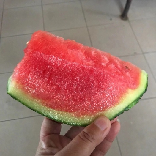 吊西瓜 大棚超甜小吊瓜