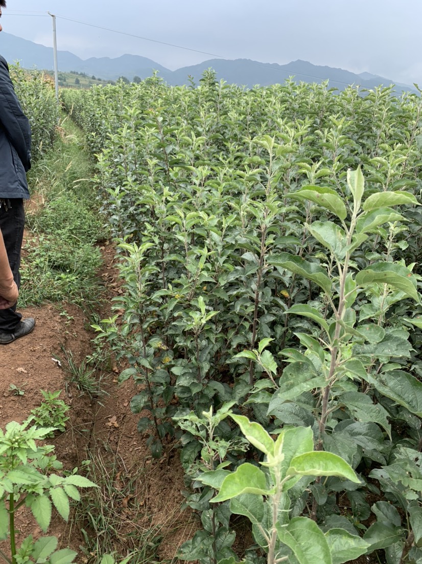 烟富3号苹果树苗  苹果苗 烟富8 烟富10 鲁丽苹果苗红露