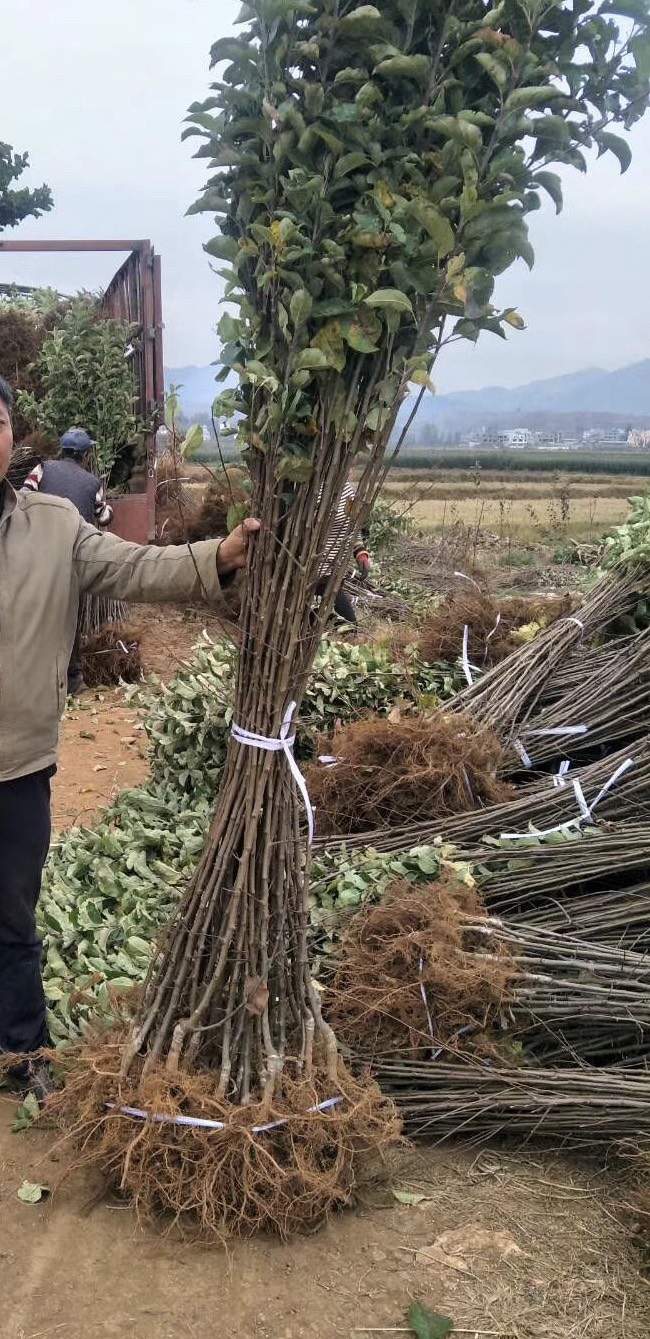 烟富3号苹果树苗  苹果苗 烟富8 烟富10 鲁丽苹果苗红露