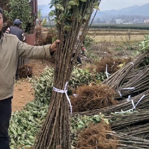 曲靖烟富3号苹果树苗  苹果苗 烟富8 烟富10 鲁丽苹果苗红露