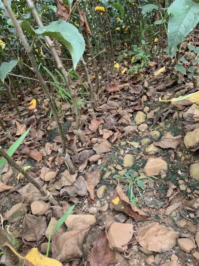 烟富3号苹果树苗  苹果苗 烟富8 烟富10 鲁丽苹果苗红露