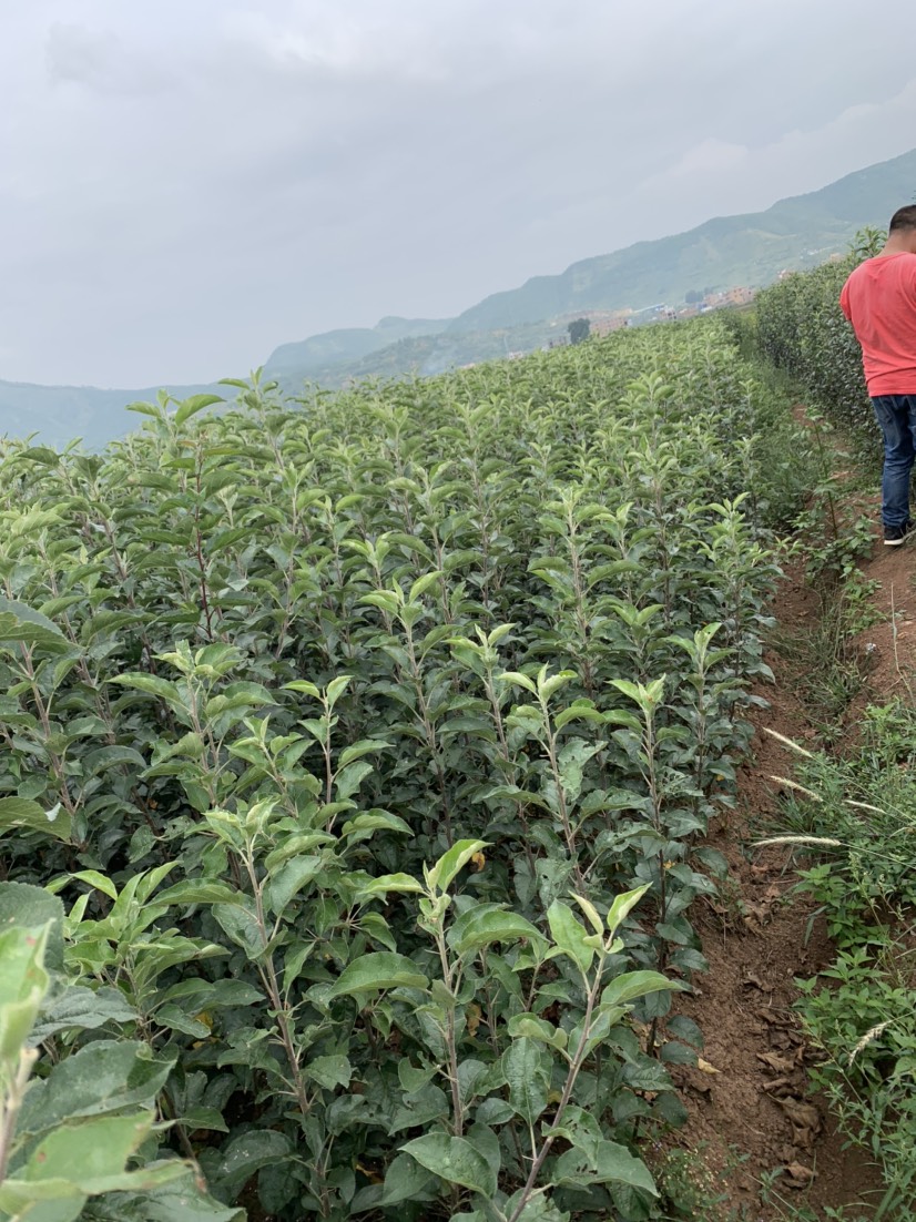 烟富3号苹果树苗  苹果苗 烟富8 烟富10 鲁丽苹果苗红露