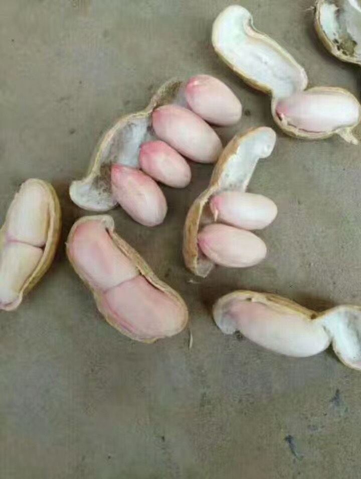 鲜花生  新鲜大果花生