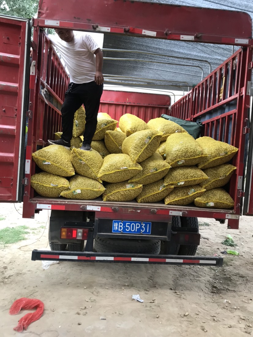 鲜花生  新鲜大果花生